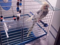 Konuşan Sultan Papağanı 2 Yaşında