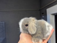Cüce Hollanda Ve Mini Lop Tavşanları Her Yere Gönderim Var