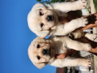 A Kalite Labrador Yavrularımız