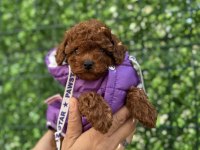 Çok Şirin Toy Poodle Bebeğimiz