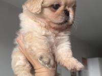 A kalite pekinez minyatür