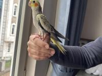 El Besleme Sultan Papağanı Yavruları