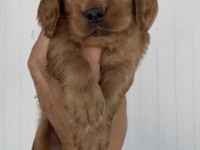 Safkan Amerikan Cocker Yavrular