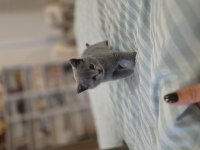 2 Aylik British Shorthair Kızımız