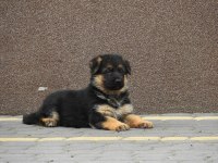 Alman Çoban Köpeği Yavruları