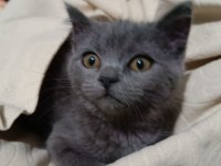 3 aylık yavru british shorthair