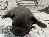 Harika fransız bulldog bebekler