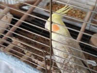 2 Yaşında Erkek Sultan Papağanı