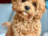 Adrese Teslim Ve Kapıda Ödeme Mevcut Maltipoo