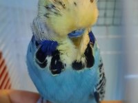 Show muhabbet kuşu açıklamayı okuyunuz