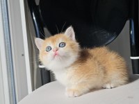 Safkan Golden British Shorthair