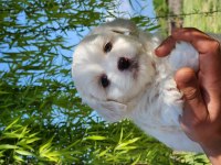 Mini Boy Maltese Bebekler