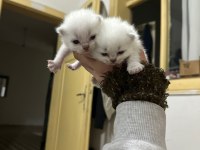 Bluepoint Yavru Kediler