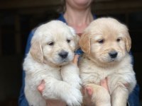 Safkan Golden Retriever Bebekler