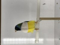 Golden Finch Parrot Kesik Boyun Üreticisi