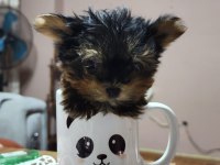 Yorkshire terrier yavrular 2.5 aylık
