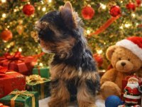 Muhteşem Yorki Yavrular