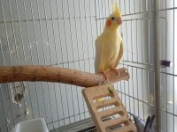 Dişi Sultan Papağanlar