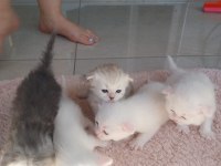 Sahiplendirilmek üzere muhteşem yavru kediler