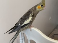 Sultan Papağanlar Sahiplendirilecekler