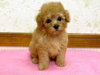 F2 Maltipoo Yavruları