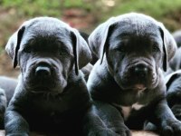 Cane Corso Üst Kalite Yavrular