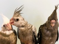 Yavru sultan papağanları full evcil yeme düşmüş wf white