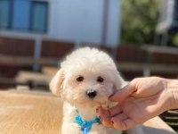 Show kalite bebek maltese köpekler