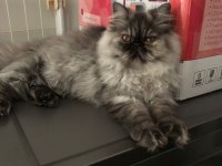 6 Aylık Dişi İran Persian Kedimiz