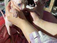 Üst Düzey Kalitede Sfenks