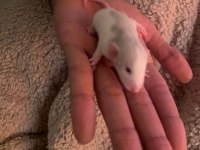 Fareli köyün kavalcısından evcil rat fareleri