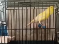 İstanbul'da Üreticiden Sağlıklı Kanaryalar