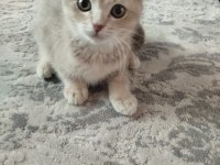 Kedimiz Cookie Yeni Yuvasını Arıyor