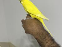 Çok Alışkın Konuşan Elden Koldan İnmez Muhabbet Kuşu