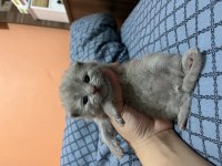 British Yavrularımız Rezerveye Açıktır