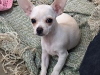 Chihuahua 2.5 aylık dişi köpeğimiz