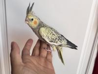 Sultan Papağanlar Sahiplendirilecekler