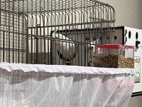 Yavru Alınmış Çift White Face Albino Sultan Papağanı