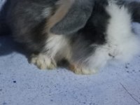 Teddy Lop Tavşan Yavrular