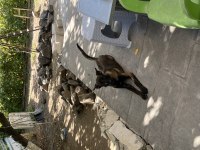 5 Aylık Dişi Belçika Malinois Kurt Köpeği