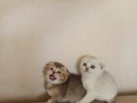 British golden baba yavrusu scottish fold yavru kediler