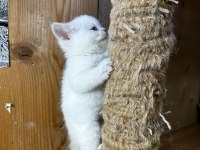 British Shorthair Dişi Bluepoint