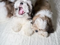 3 Tane Shih Tzu Yavruları
