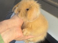 Safkan Hollanda Lop Tavşan Yavruları Her Yere Gönderim