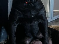 Irk Garantili 2 Aylık Erkek Ve Dişi Cane Corso