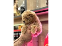 Maltipoo yavrularım sağlık ve ırk garantilidir