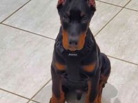 Sağlık Ve Irk Garantili Dobermanlar