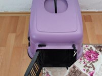 4 Aylık Scottish Fold - Malzemelerle Birlikte