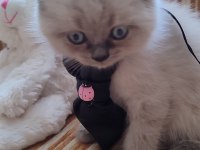 Dişi Blue Point Bebek British Shorthair