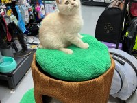 Show Kalite British Yavrularımız 2,5 Aylık